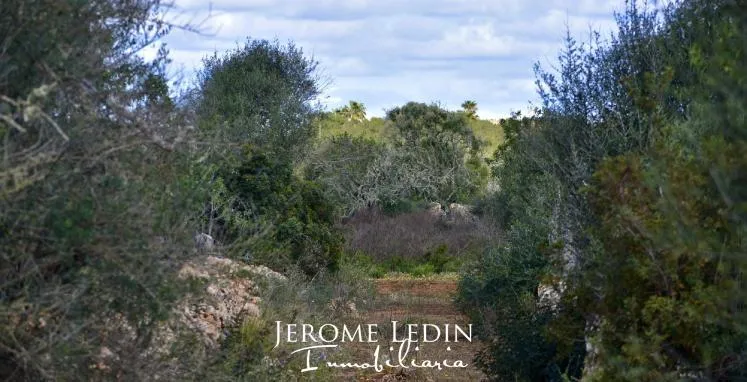 Spectacular building land with project and license near Es Llombards — photo 4