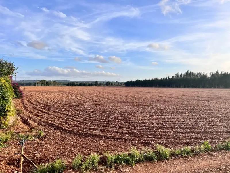 Rustic estate for sale, between Llubí and Muro, about 39,000 m2 of land, with several constructions, a large safareig, an agricultural warehouse and — photo 9