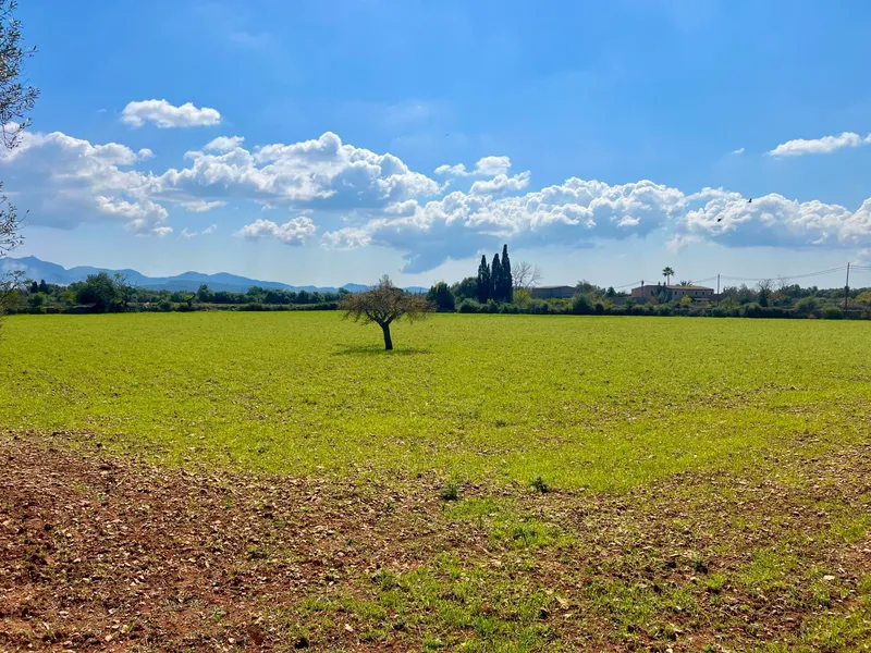Rustic plot of 14,884 m² between Porreres and Felanitx with spectacular views of Sant Salvador — photo 4