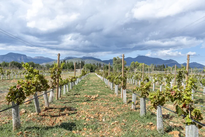 Exceptional Vineyard Plot with Approved License for Luxury Villa Construction — photo 2