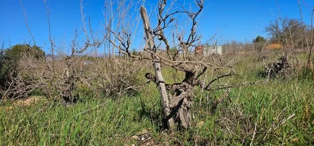 Rural Land - Santa Maria del Cami, Plot Surface 7076m² — photo 8