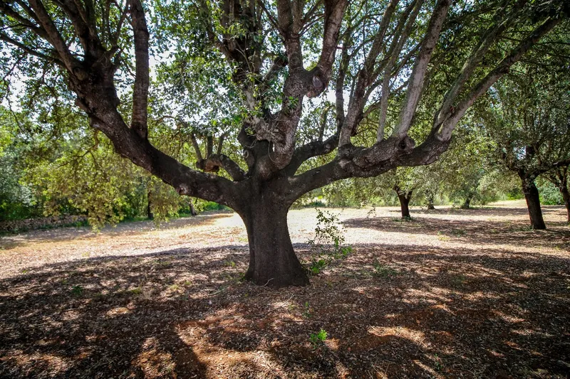 Discreet Listing - Exceptional Ecological Estate near Manacor — photo 10