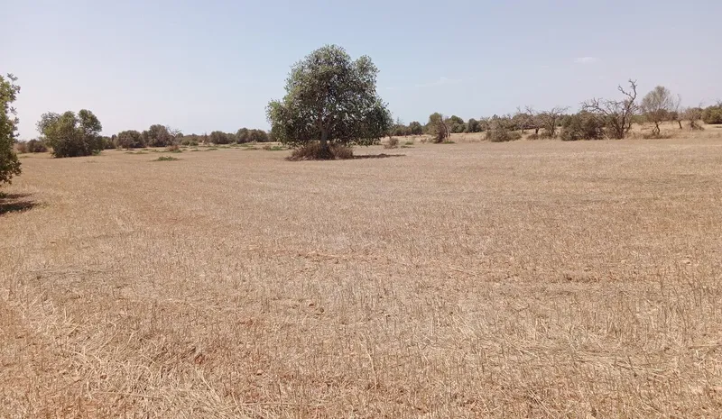 Dream Plot Near Campos: 19,934 m² of Tranquil Mallorca Land — photo 4