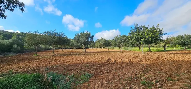 Land in Santa Eugènia, Province of Balearic Islands — photo 10