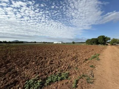Rustic property - Manacor (outskirts), built surface 85 m², plot surface 28,442 m², 1 room, 1 bathroom — photo 1