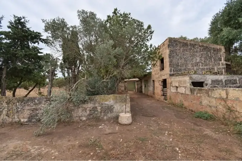 Finca rústica edificable con vistas a la Serra de Tramuntana – Muro. — photo 4