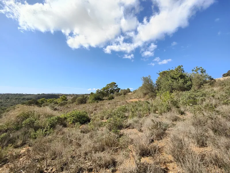 Plot with sea views in Palma — photo 6