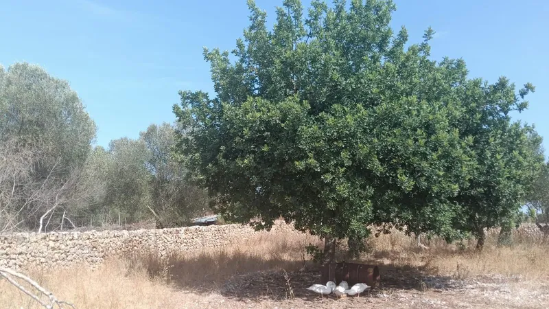 Rustic Land - Santa Margalida, Plot Surface 5000m² — photo 12