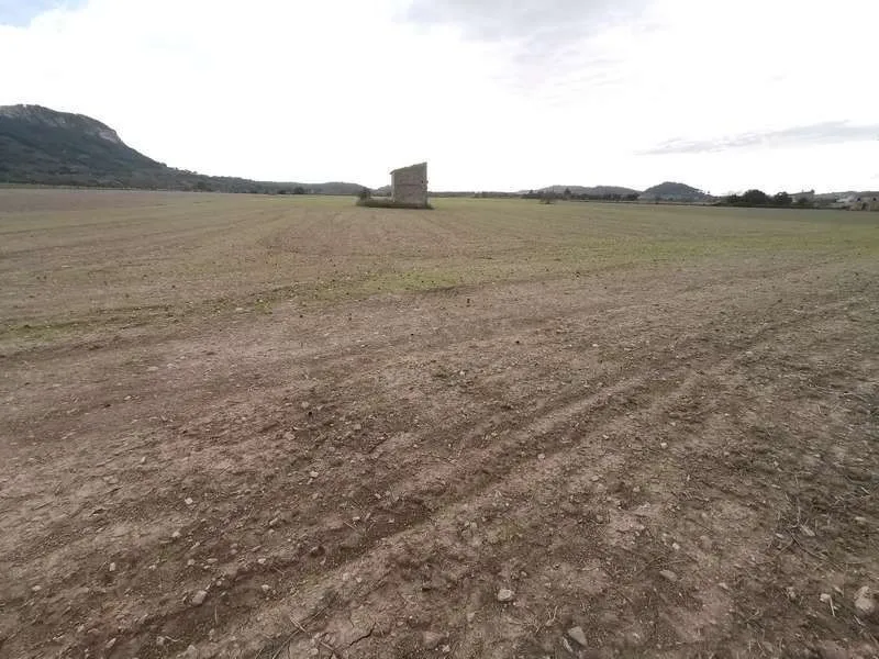 2 plots with 31400m2 buildable in Sineu — photo 1