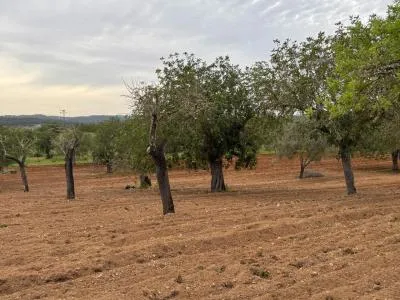 Rural Land - Porreres — photo 3
