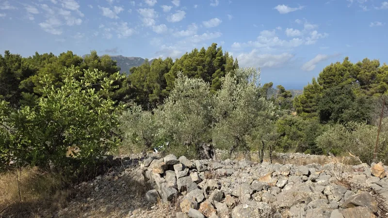 Olive grove in Fornalutx with tool shed — photo 10