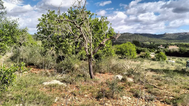 Felanitx – Fantastic plot with panoramic views — photo 6