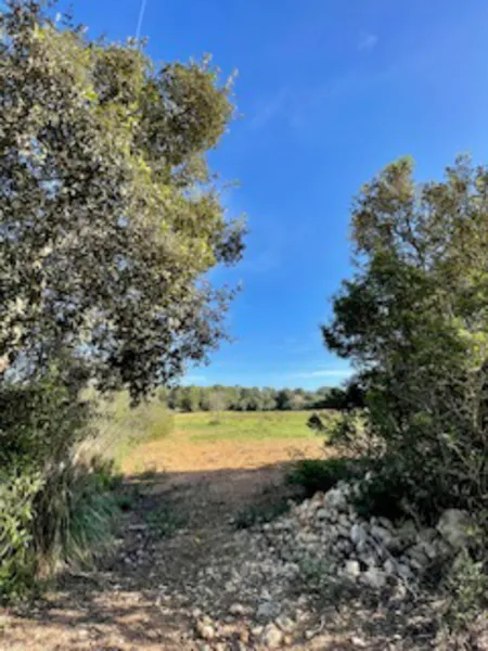 Rustic plot with license in Felanitx — photo 4