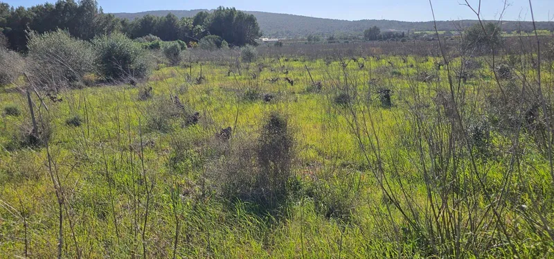 Plot in Santa Maria — photo 7