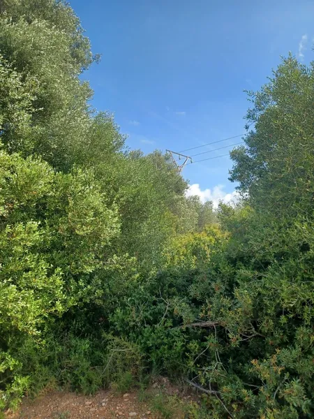 Plot in Felanitx — photo 5