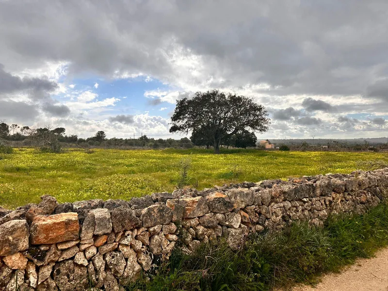Rustic plot of 18,000 m2 in Sineu with building permit — photo 10