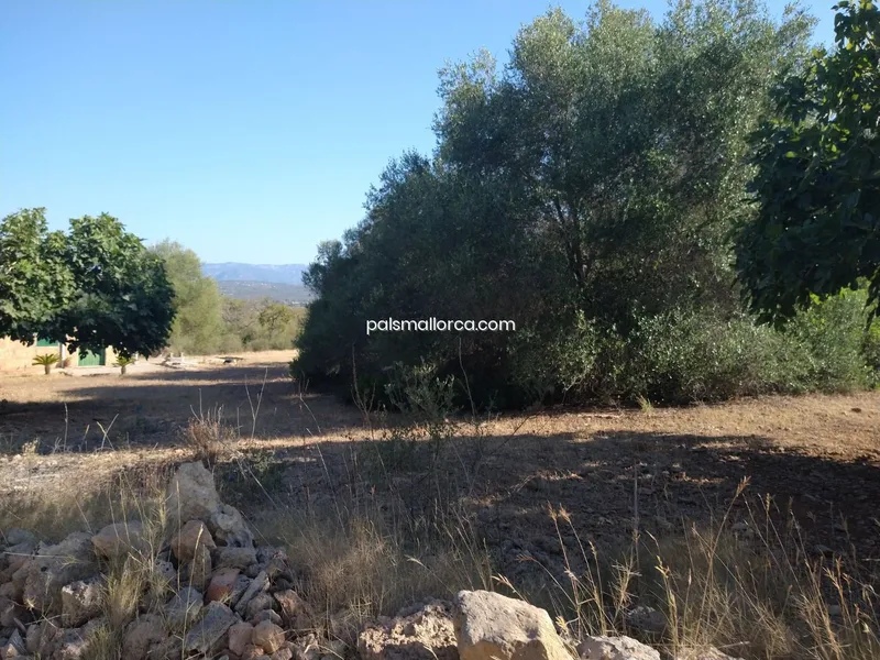 Country House in Palma — photo 6