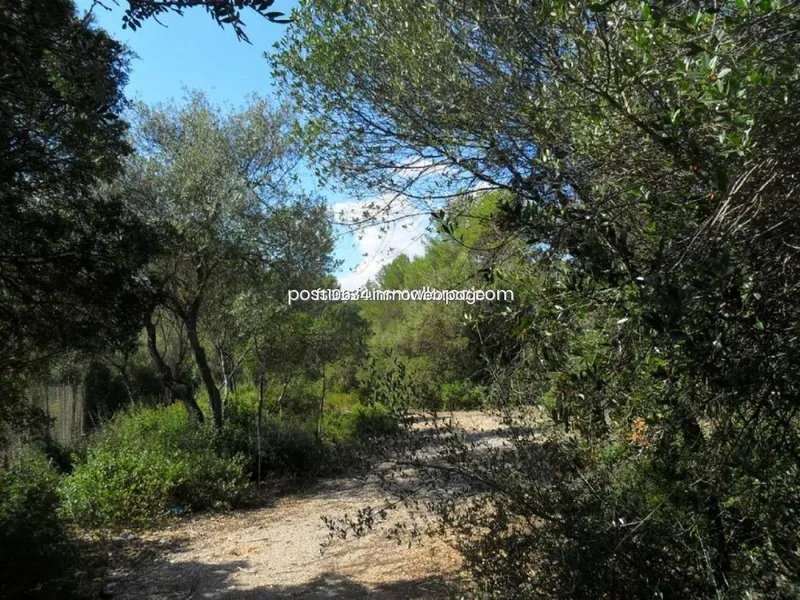 Land in Sencelles, Province of Balearic Islands — photo 7