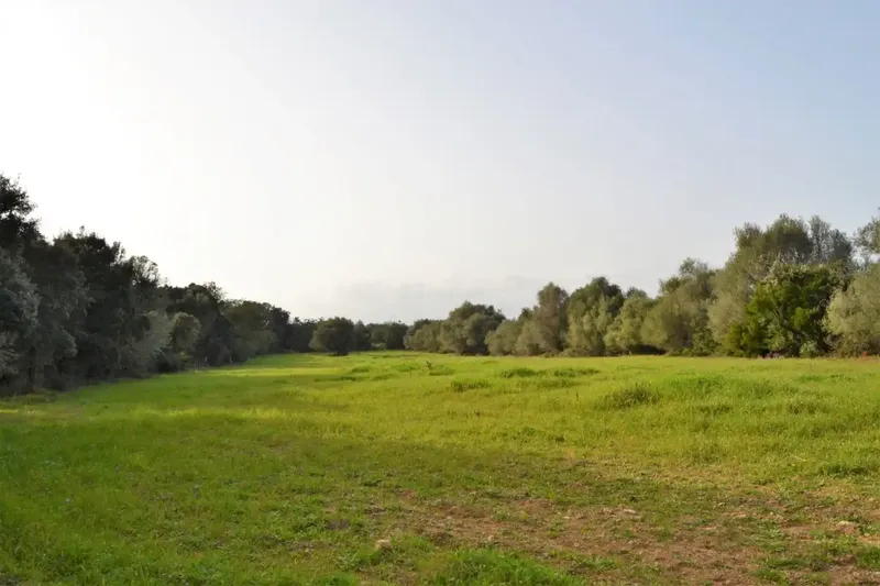 Fantastic estate of 23270 m2 located in General Rustic Land, for sale in Muro with incredible views of the Bay of Alcudia — photo 4