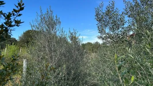 Building Site - Marratxí (Pòrtol), Plot Surface 1131m² — photo 2