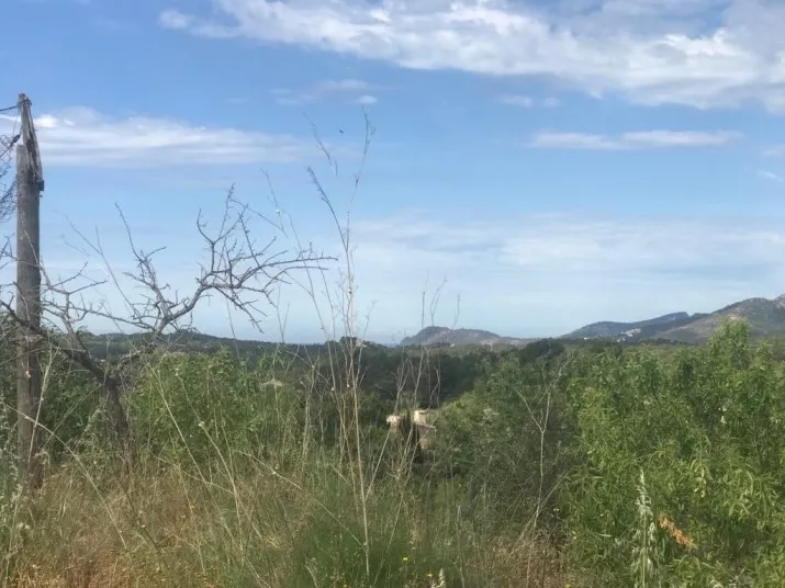 Fantastic building plot with panoramic views to Camp de Mar in Calvia — photo 3