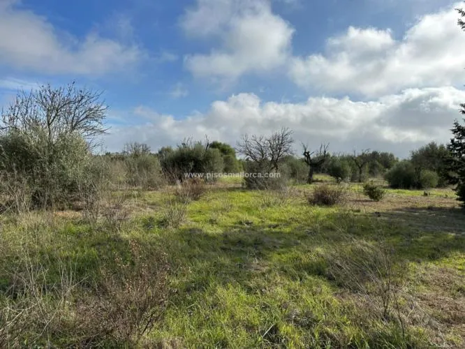 Plot in Santa Maria, Son Llaut Industrial Area — photo 8
