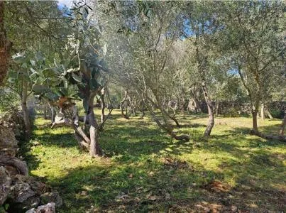 Urban plot of land - Costitx, plot surface 14898 m2, distance to the sea 20 km — photo 6