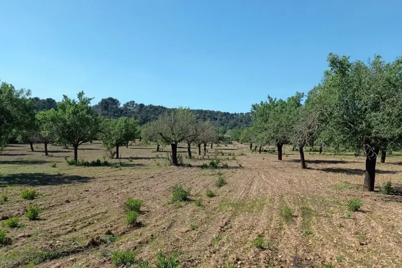 Rustic Plot between Porreres – Montuiri — T 19 VK CM — photo 6