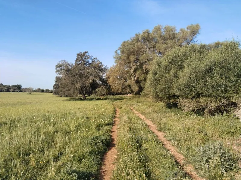 Land in Felanitx, Province of Balearic Islands — photo 7