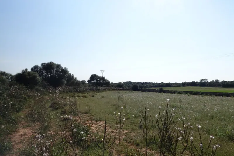Large building plot near Santanyí with approved project and church views — photo 6