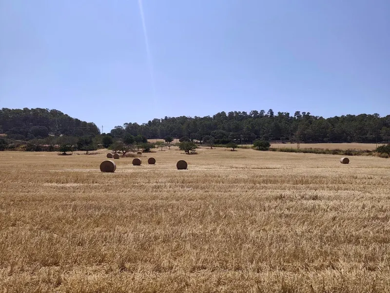 Land in Porreres, Mallorca — photo 1