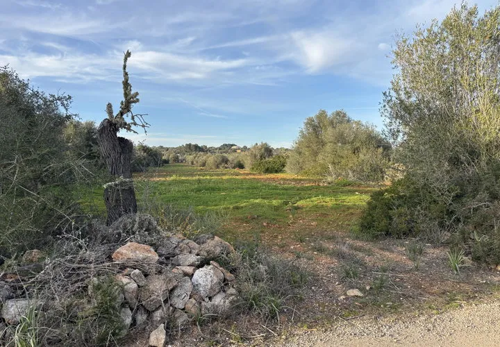 Land in Santanyi, Mallorca — photo 8