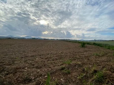 Rural Land - Manacor, Plot Surface 22000m² — photo 3