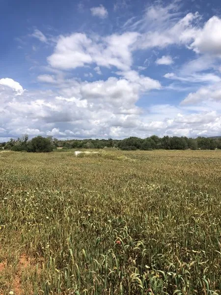Plot located on a quiet plot 500 meters from Santanyi — photo 5