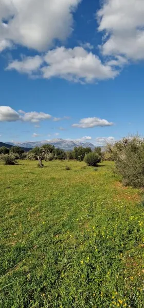 Rural land - Llubí (outskirts of Llubí), plot surface 14,964 m² — photo 6