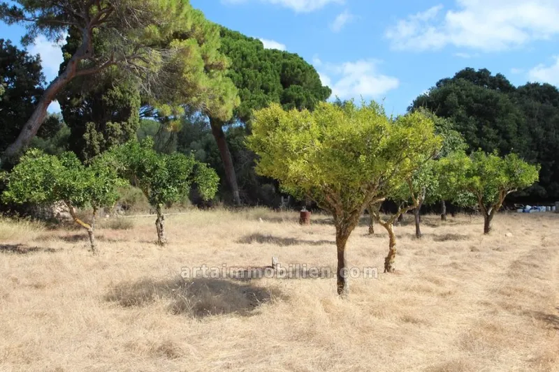 Plot in Artá — photo 1