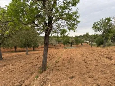 Rural Land - Porreres — photo 1