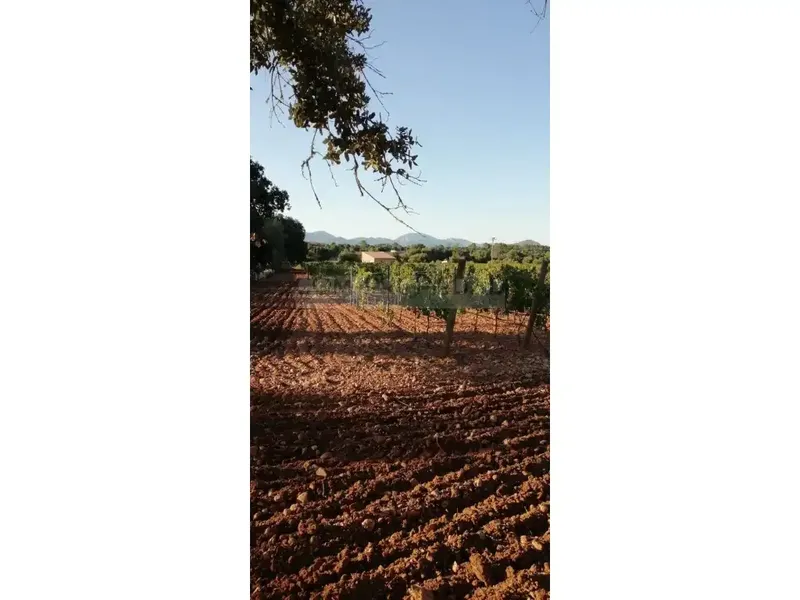 Charming winery with its own production located on a 13,599 m² rustic estate in Costitx, in the very heart of Mallorca. Surrounded by a p — photo 8