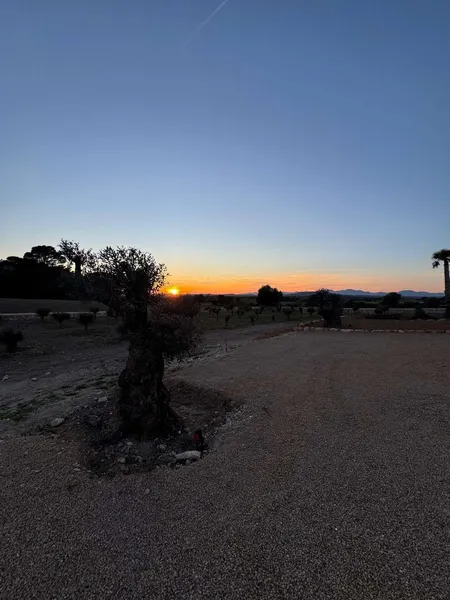 New-build villa with infinity pool and 222 olive trees – near Rafa Nadal Academy — photo 9