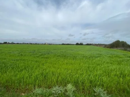 Rural Land - Felanitx, Plot Surface 15817m² — photo 8