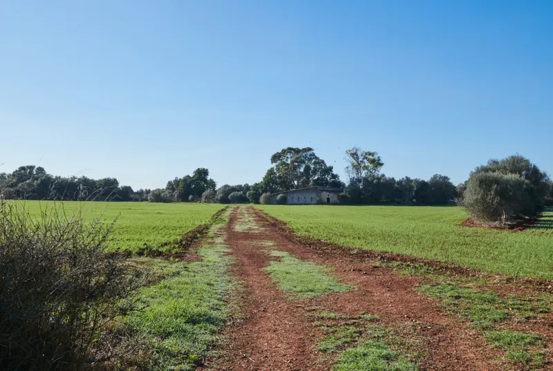 Old Mallorcan finca to renovate in Felanitx — photo 8