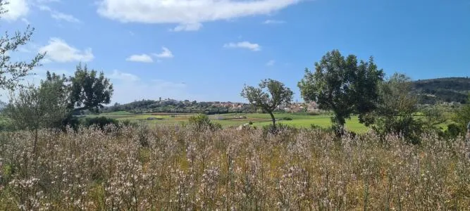 Urban plot of land - Santa Eugènia (Ses Alqueries), plot surface 2241m² — photo 3