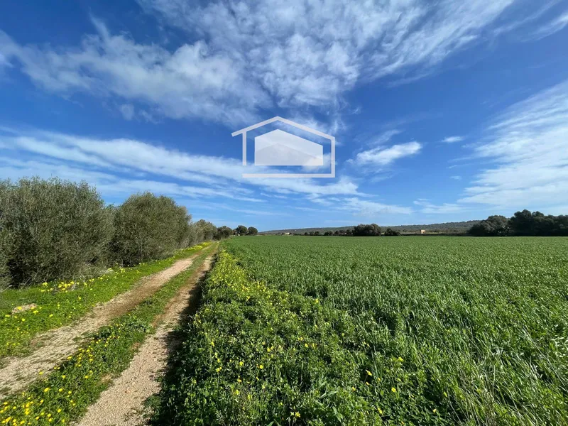 Rustic plot of more than 20,000 m² with excellent access and open views next to Ses Salines and Colonia de Sant Jordi — photo 8