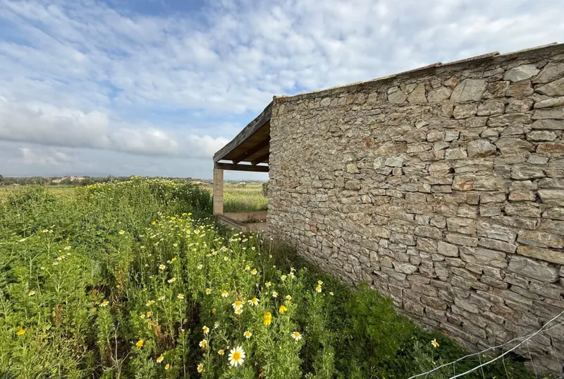 Finca with small house between Manacor and Felanitx — photo 5