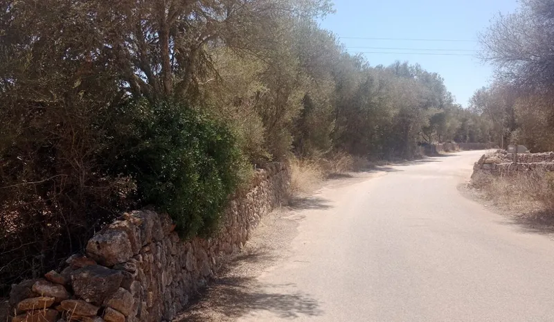 Ultimate rustic plot in Ses Salines, Mallorca for sale — photo 2