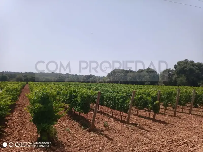 Charming winery with its own production located on a 13,599 m² rustic estate in Costitx, in the very heart of Mallorca. Surrounded by a p — photo 4
