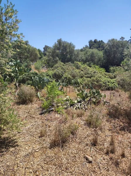 Urban plot in La Cabaneta — photo 1
