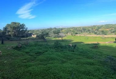 Terreno en Felanitx — photo 7