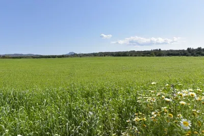 Land in Manacor — photo 2