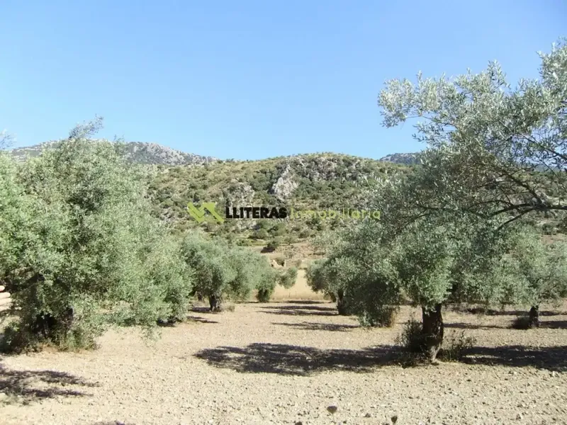 Fantastic estate in the valley between Alaro and Orient, in a paradisiacal setting surrounded by mountains. With an area of more than 50,000 m2 and u — photo 6